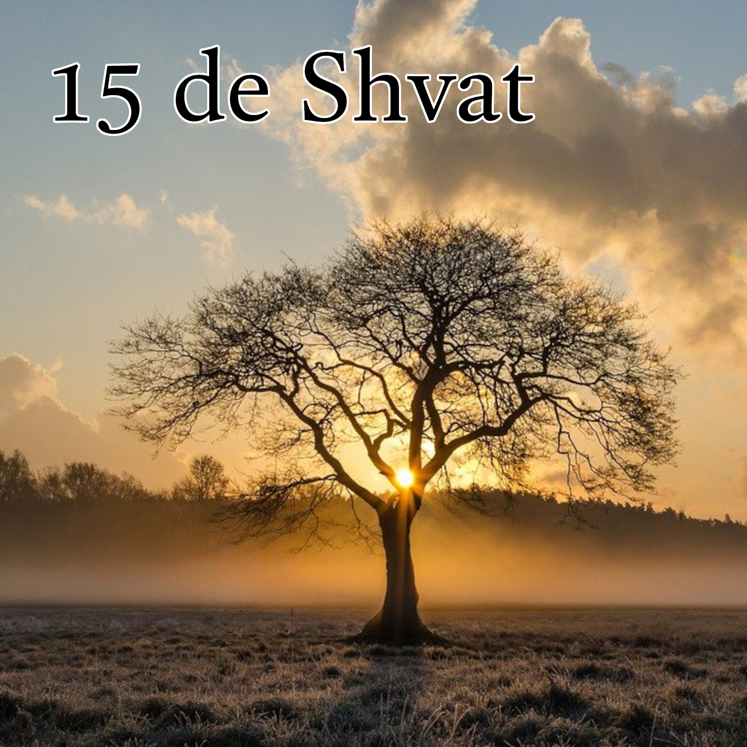 15 de Shvat podcast artwork