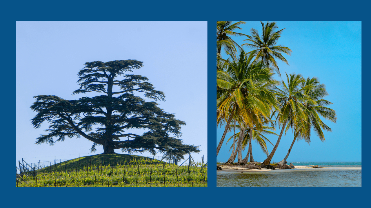 La palmera y el cedro