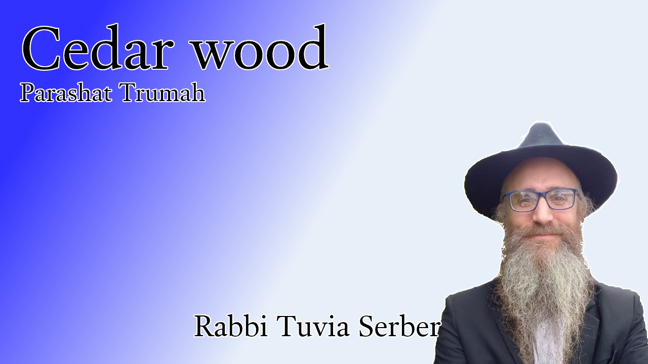 Parashat Trumah - Cedar wood